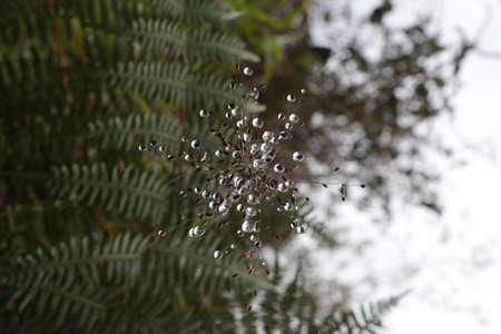Dew water drops
