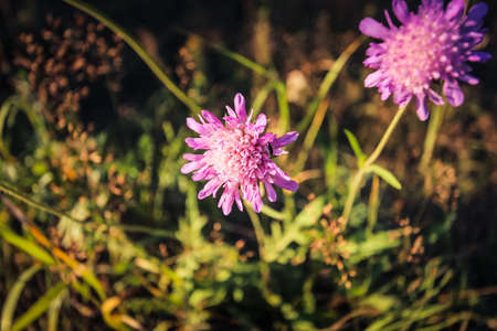 Kn?utia arv?nsis, a perennial beautiful plant, a pleasant pink-lilac shade.