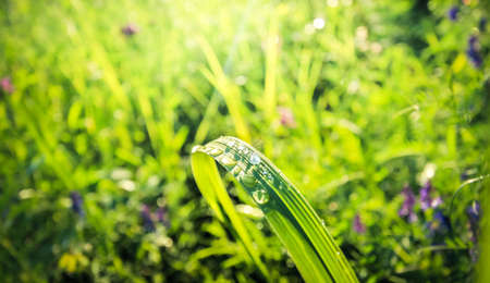 The drops of morning dew on the broad grass reflect the sky. Spring flowers blossom. Blurred background.の写真素材