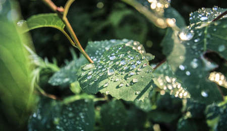 Drops of dew covered the dark green leaves of the plant like beads.の写真素材