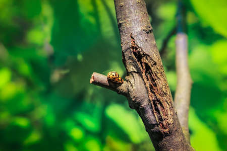 Biological love of two bugs on a tree branch, illuminated by sunlight.の写真素材