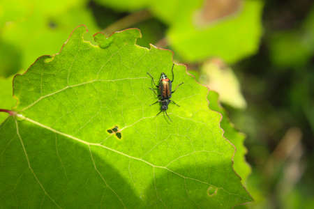 The beetle studies the surface of a bright green leaf, illuminated by the summer rays of a bright sun.の写真素材