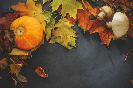 Autumn still life of leaves on the eve of Halloween.
Composition from leaves of autumn flowers of yellow orange and red pumpkin and mushrooms.
A variety of autumn leaves of twigs and berries laid out on dark paper.の写真素材