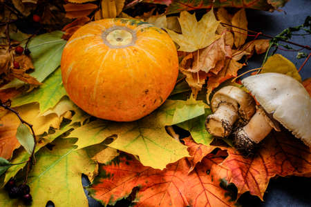 Autumn still life of leaves on the eve of Halloween.Composition from leaves of autumn flowers of yellow orange and red pumpkin and mushrooms.A variety of autumn leaves of twigs and berries laid out on dark paper.の写真素材