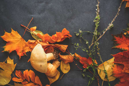 Autumn still life of leaves on the eve of Halloween.
Composition from leaves of autumn flowers of yellow orange and red pumpkin and mushrooms.
A variety of autumn leaves of twigs and berries laid out on dark paper.の写真素材