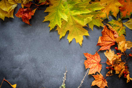 Autumn still life of leaves on the eve of Halloween.Composition from leaves of autumn flowers of yellow orange and red pumpkin and mushrooms.A variety of autumn leaves of twigs and berries laid out on dark paper.の写真素材