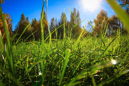 the sun peeks through the bright green grass backlit by the morning rays
bright green grass backlit by the rays of the sun against a blue sky and autumn forestの写真素材