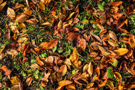 Autumn carpet of leaves of different colors.Green grass covered with autumn leaves. Yellow Red...