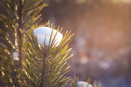the photo of the winter forest in cold tones
green needles of a fir-tree in hoarfrost from a cap from the first dropped-out snow it is illuminated by beams of the sunの写真素材