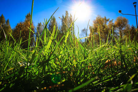 the sun peeks through the bright green grass backlit by the morning raysbright green grass backlit by the rays of the sun against a blue sky and autumn forestの写真素材