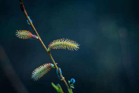 Dark fairytale alley in the forest illuminated by the setting sun.spring evening forest through which the setting sun peeks, illuminating a tree branch with young leavesの写真素材