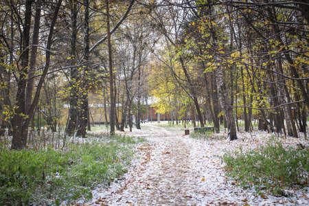 Forest road goes deep into the forest.Autumn forest trail is covered with yellow leaves, the road goes into the distance.Autumn forest landscape. The colors of autumn.の写真素材