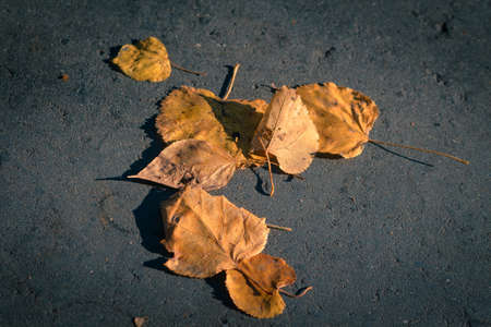 Yellow dry birch leaves on a background of bright wet gray asphalt Autumn forest landscape. The...
