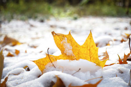Yellow leaf on the background of the first white snow. Autumn forest landscape. The colors of...