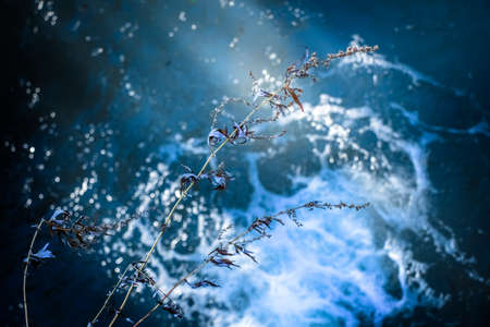Against the background of blue running water, a light brown silhouette of a dry umbrella plant.
Running turquoise stream of water forming a white foam and spray.の写真素材