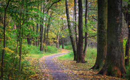 Forest road goes deep into the forest.Autumn forest trail is covered with yellow leaves, the road...