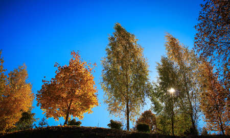 Autumn forest on a background of blue sky and sun peeping through trees and yellow orange leaves....