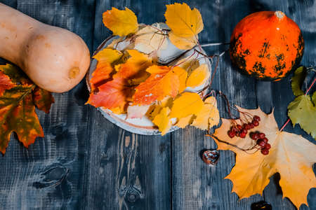 On a gray wooden tabletop there are yellow maple leaves and a bunch of rowan berries, red foxes, orange round and yellow long pumpkins.の写真素材