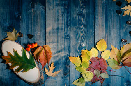 On a gray wooden table top, green, yellow, red autumn leaves, red hawthorn fruits.の写真素材