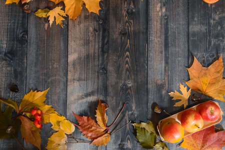 On a gray wooden tabletop on yellow autumn leaves, autumn yellow apples, flowers, orange and yellow pumpkins, an elegant box decorated with a bunch of mountain ash are laid out.の写真素材