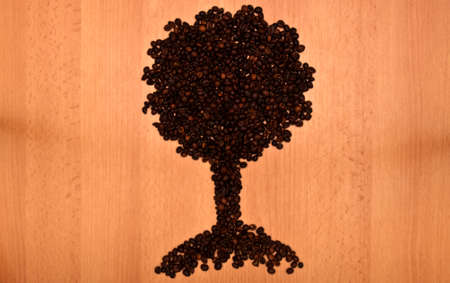 Coffee treeの写真素材