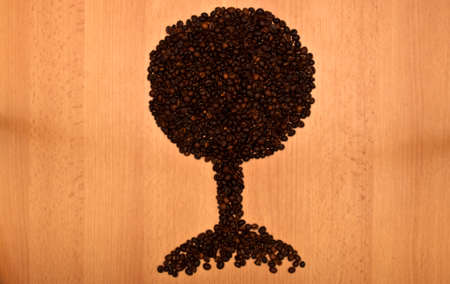 Coffee treeの写真素材