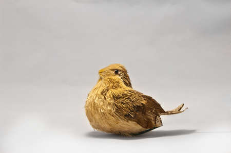 Husk birdの写真素材
