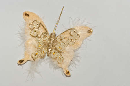 Butterflyの写真素材