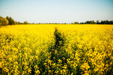 Beauty spring view of field landscape with yellow rapeseed. Soft focus.の写真素材
