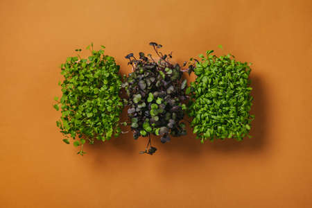 Vegan micro arugula greens shoots, micro watercress greens shoots, micro radish greens shoots on orange background. Growing healthy eating concept. Flat lay, top view.の写真素材
