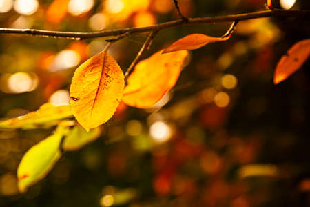 Autumn leaves background. Concept of fall season. Selective focus.の写真素材
