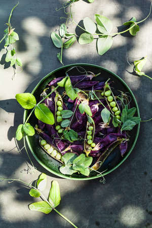 Purple pea pods with leaves in a green ceramic plate on a gray metal background.