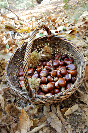 Chestnut in a wicker basketの写真素材