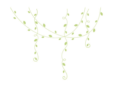 Green hanging vines vector illustration. Simple minimal floral botanical vine curtain design elements for spring.のイラスト素材