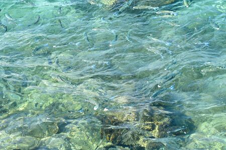 Inside a sardine of fish close up in the deep blue sea