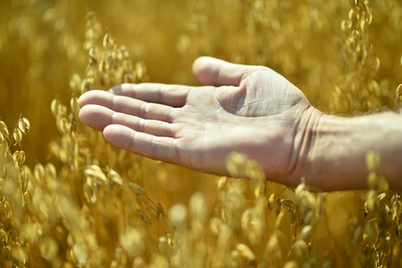 Male hand and golden wheat ears in the wheat field, sunset lightの写真素材