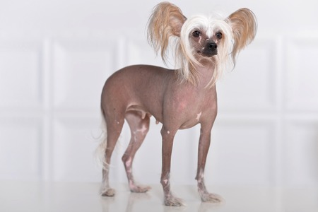 Portrait of a cute Chinese Crested Dog on backgroundの写真素材