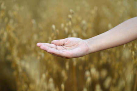 close up view of child holding open palm against field of ripe wheatの写真素材