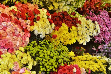 Beautiful fresh bright colorful flowers, close-up backgroundの写真素材