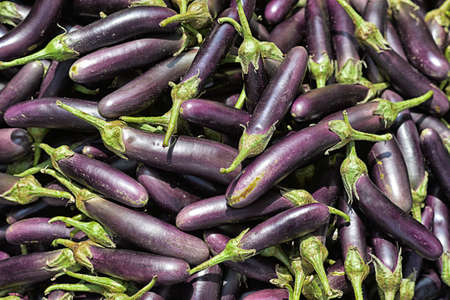 A pile of ripe eggplants, close up viewの写真素材