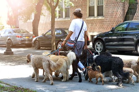 Young man with dogs in the street