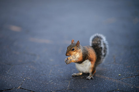 Close-up portrait of squirrel on the groundの写真素材