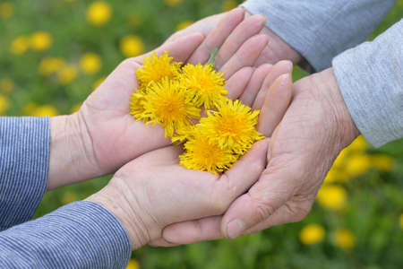 Hands of a woman and man with flowersの写真素材