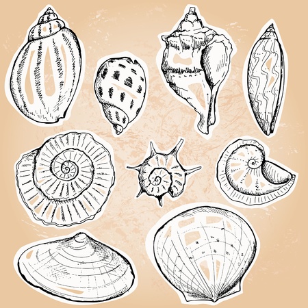 Set of assorted sea shells, vector illustration のイラスト素材