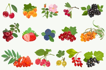 Collection of juicy, edible house and forest berries with leaves.のイラスト素材