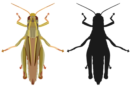 Vector illustration of a colored grasshopper and its silhouette isolated on white background, top view.のイラスト素材