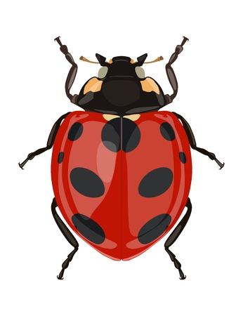 Icon painted ladybug. Vector illustrationのイラスト素材