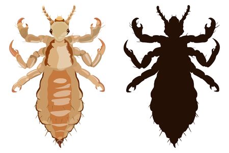 Vector icon of louse and black silhouette on white background. Insect parasite.