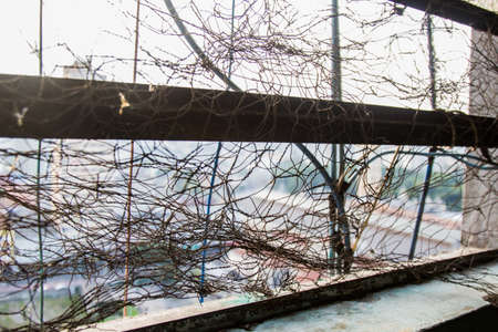In a ruined abandoned building a window has electric wires as blinds. On the background the...