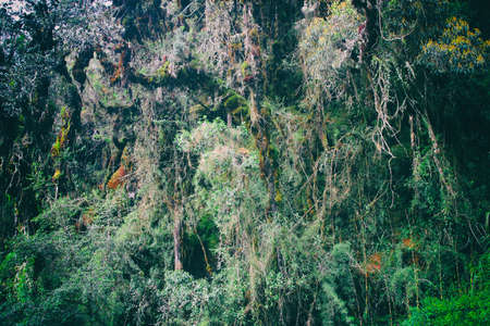 The Inca trail is a paved path built in the wildness of the Andes to allow the ancient Inca culture to reach the mystical city. Peru. South America. No people.の写真素材